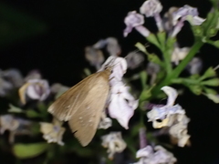 Diastictis