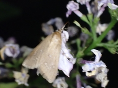 Diastictis