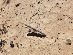 Pterocactus tuberosus