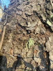 Chrysothrix flavovirens