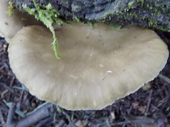 Pleurotus purpureo-olivaceus