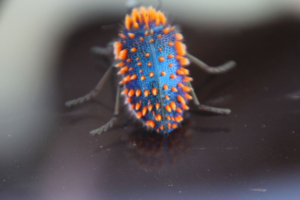 標本 RSA Julodis viridipes 27mm 標本 RSA Julodis viridipes 27mm