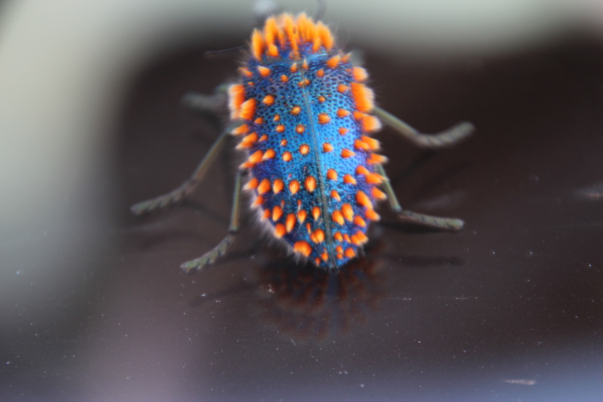 標本 RSA Julodis viridipes 27mm Julodis viridipes - Wikipedia