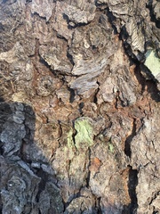 Chrysothrix flavovirens