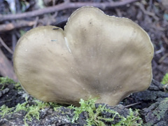 Pleurotus purpureo-olivaceus