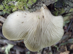 Pleurotus purpureo-olivaceus