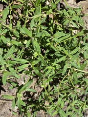Opercularia hispida