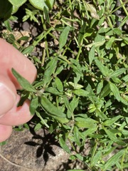 Opercularia hispida
