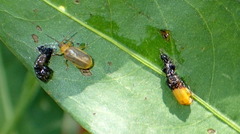 Galerucella nymphaeae