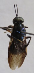 Cyphomyia varipes