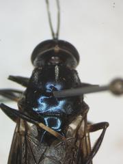 Cyphomyia varipes