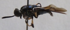 Cyphomyia varipes