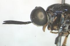 Cyphomyia varipes