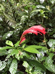 Stenostephanus