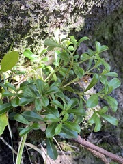 Psychotria daphnoides