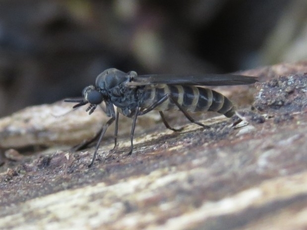 Axymyia