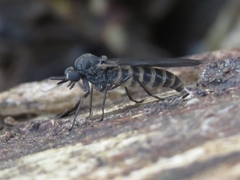 Axymyia furcata
