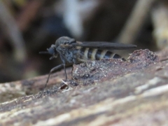 Axymyia furcata