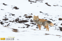 Tibetan Fox photo 2