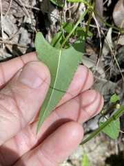 Muehlenbeckia gracillima