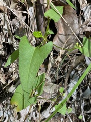 Muehlenbeckia gracillima