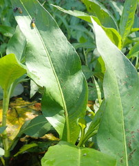 Galerucella nymphaeae