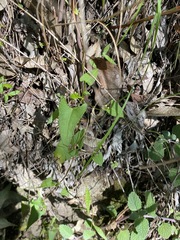 Muehlenbeckia gracillima