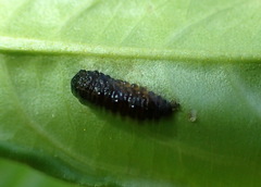 Galerucella nymphaeae