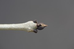 Fraxinus nigra image