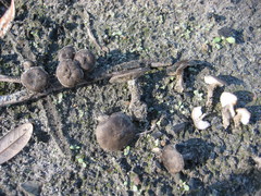 Hydnangiaceae