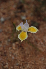 Moraea serpentina