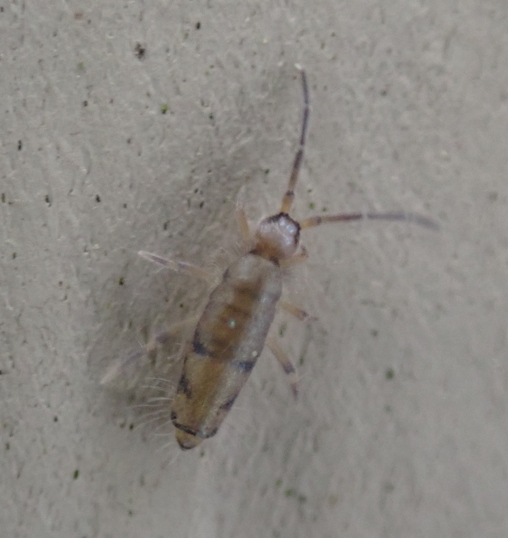 Willowsia neonigromaculata