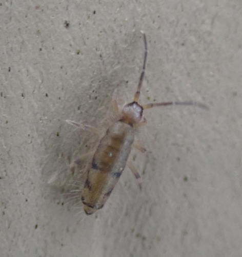 Willowsia neonigromaculata