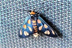 Amata humeralis