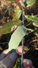 Quercus incana