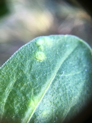 Loewiola centaureae