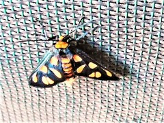 Amata humeralis