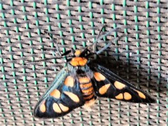 Amata humeralis