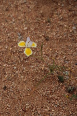 Moraea serpentina