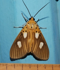Asota orbona