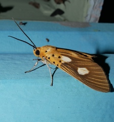 Asota orbona
