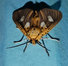 Asota orbona