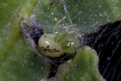 Lysiteles