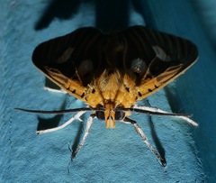 Asota orbona