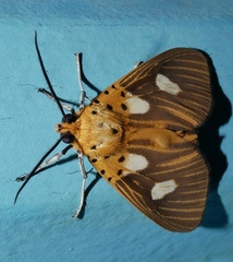 Asota orbona