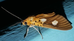Asota orbona