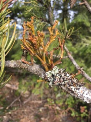 Arceuthobium tsugense