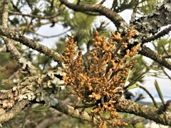 Arceuthobium tsugense