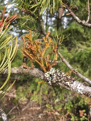 Arceuthobium tsugense