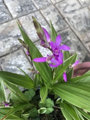 Bletilla